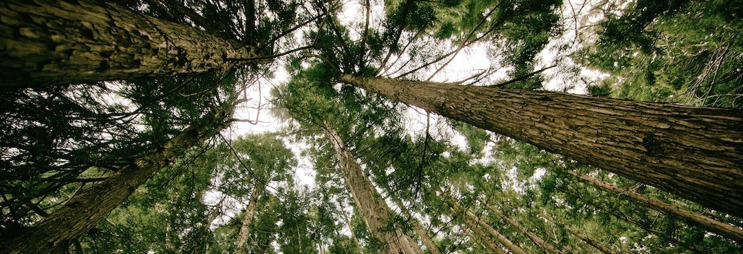 Gdy stanąłem w lesie na rozstaju dróg podążyłem tą mniej …