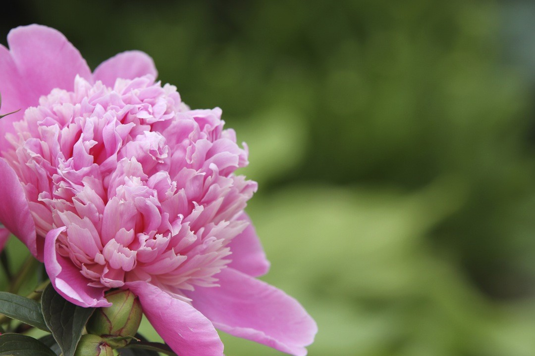 Kto mógłby zgadnąć, że droga do kobiecego serca wiedzie przez …