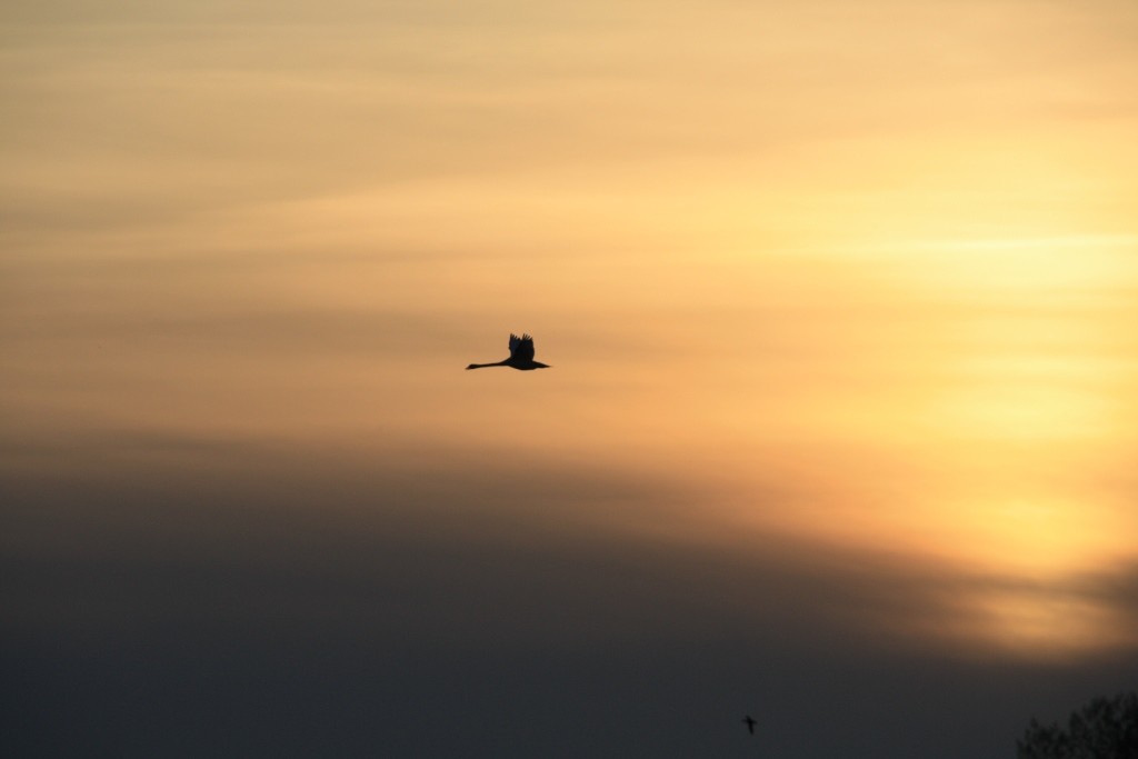 Polubiła ciemność, tę ciepłą osłonę, która chroniła ją przed rzeczywistością…