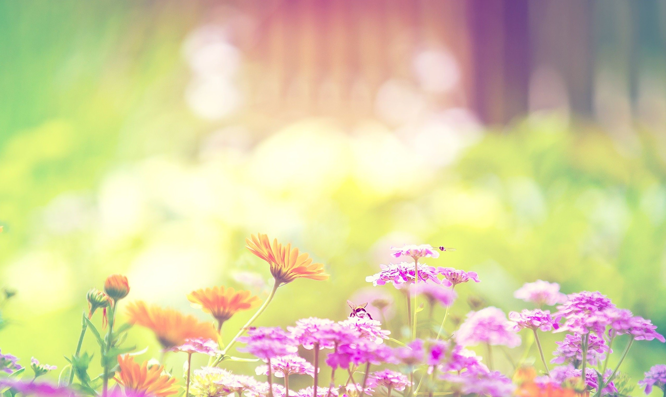 (…) zapachniało, zajaśniało wiosna, ach to ty Wiosna, wiosna, wiosna, …