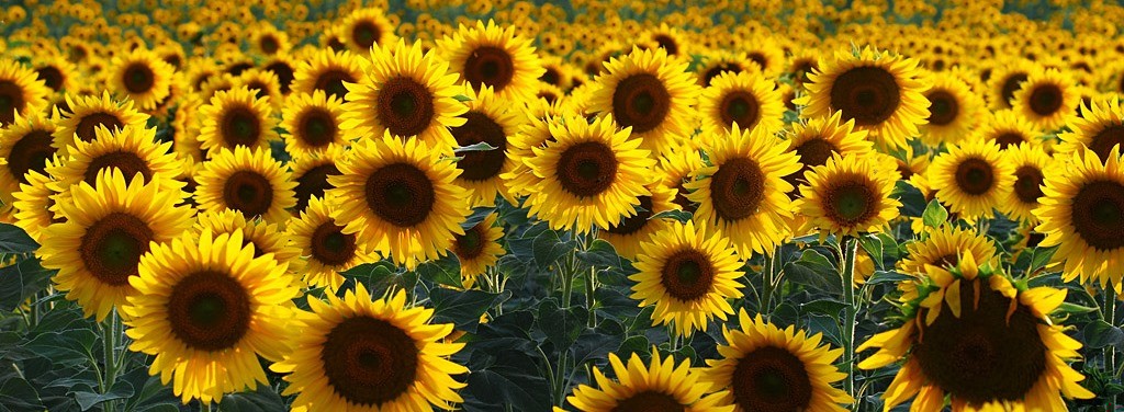 Życie jest straszne, ale ja postanowiłem, że jest piękne.