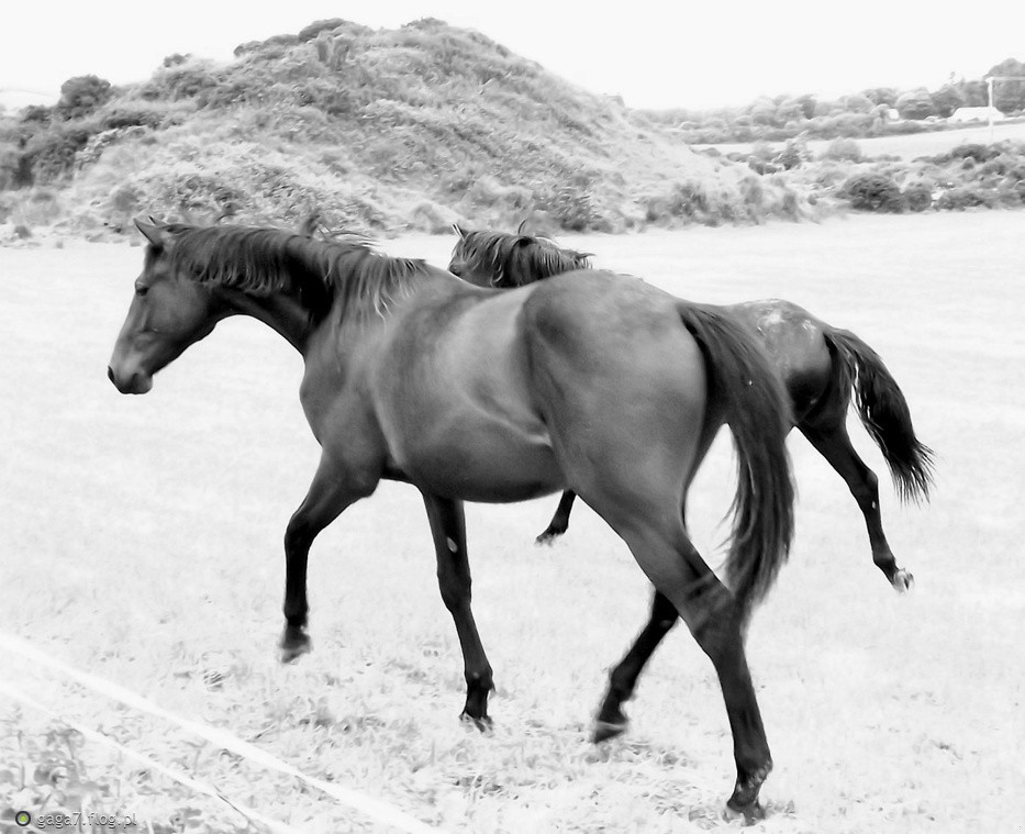 Żaden inny nawet w całości nie jest taki dobry jak …