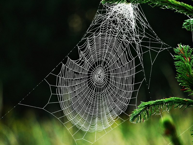 Pająk uwiązł w swej sieci. Najpierw tka delikatną, gęsta pajęczynę, …