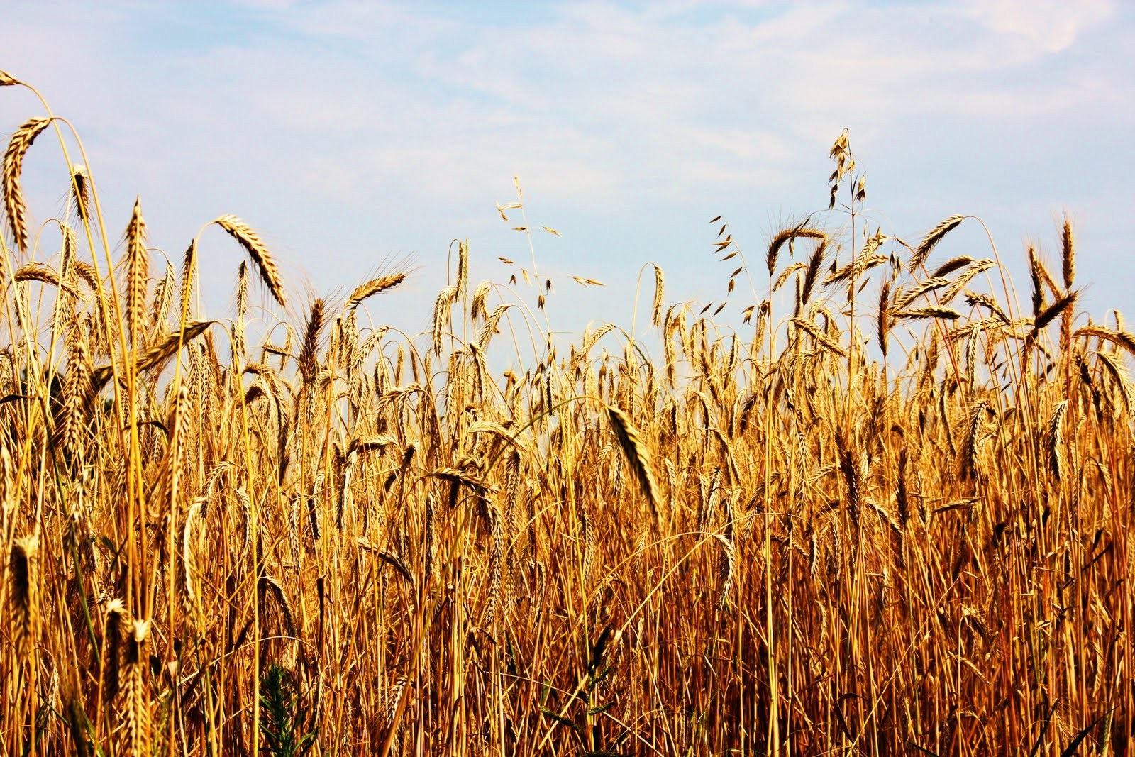 Nie musisz być wielkim, żeby zacząć, ale musisz zacząć, żeby …