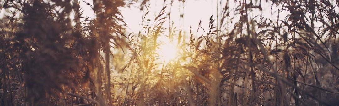 I wyobrażał sobie, jaki to przyjemny musi być chłód noża …