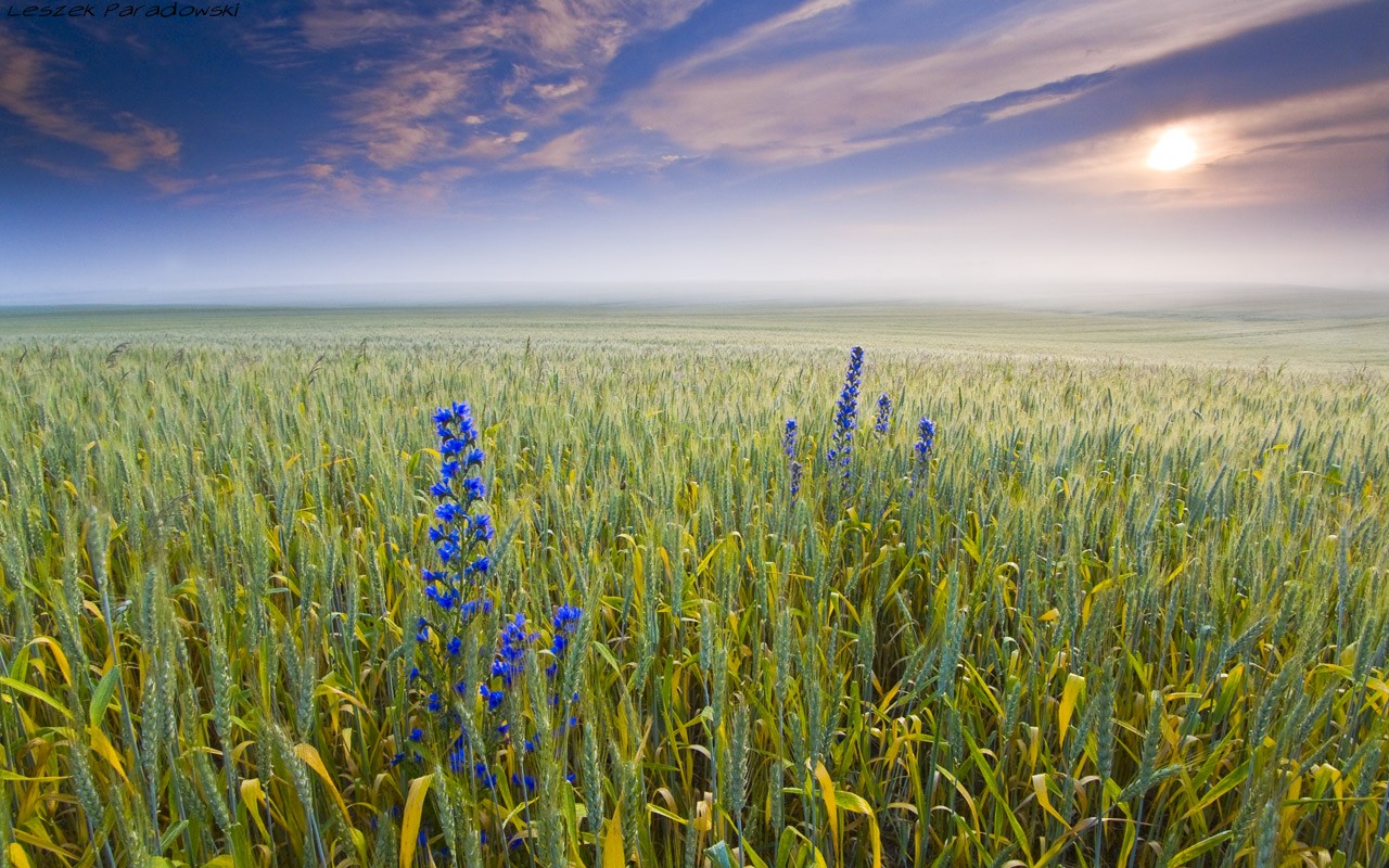 Miłości nie można zjeść, kupić za nią konia ani ogrzać …