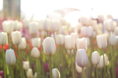 Reguła prosta, że aż osłupia: kto się wymądrza, ten się …