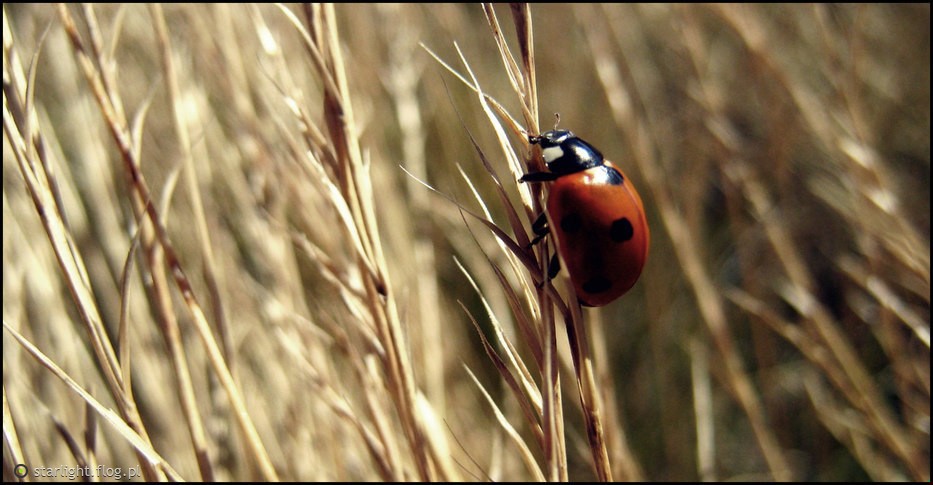 Im bardziej mnie coś wzrusza, tym trudniej mi to wyrazić.