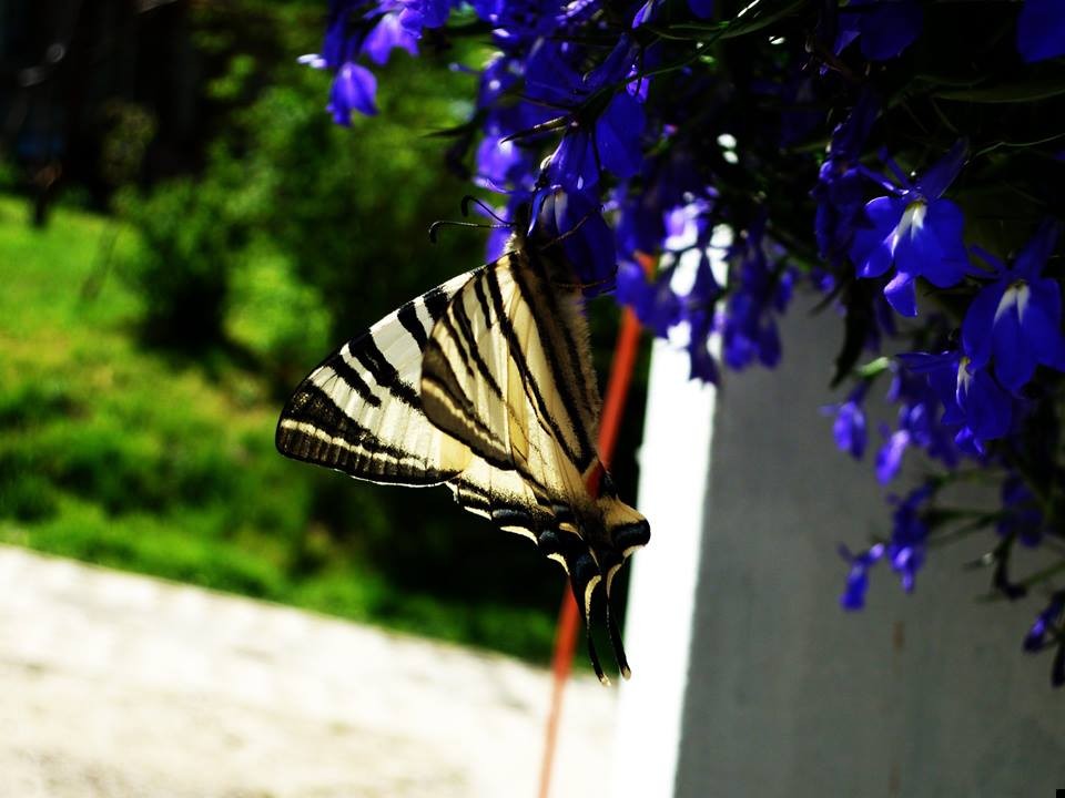 Szczęście to jedyna rzecz, która się mnoży, jeśli się ją …