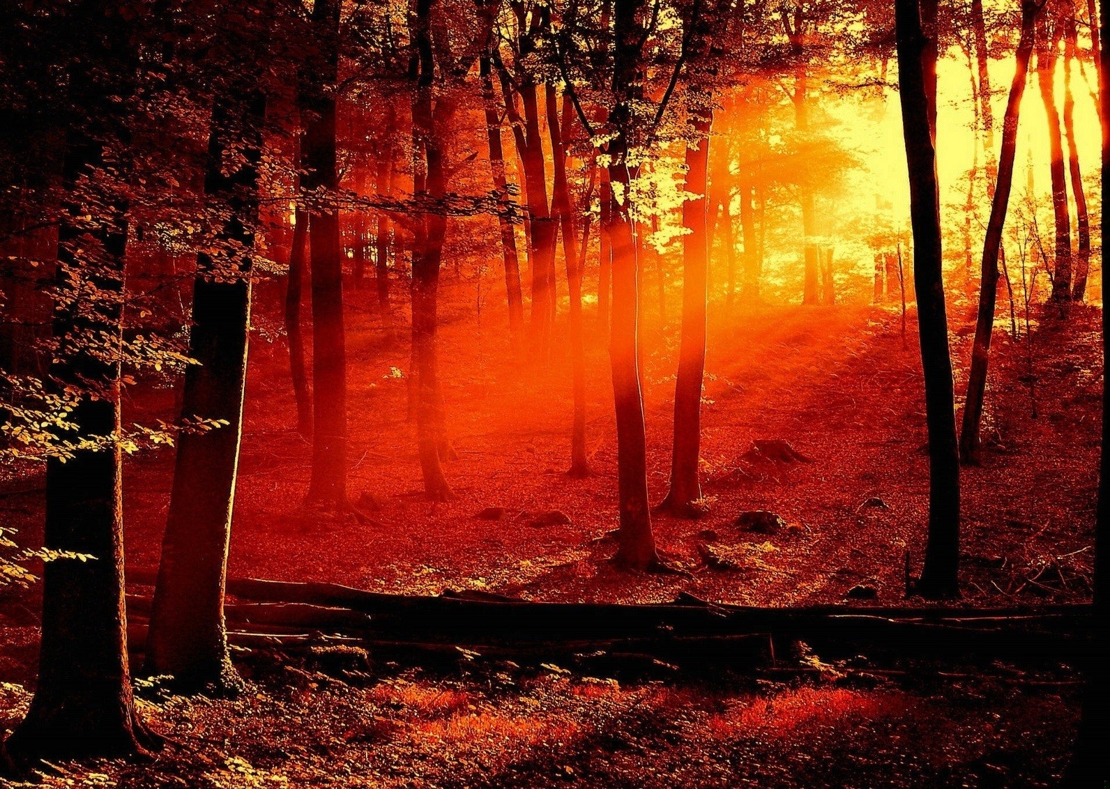 To, że milczę, nie znaczy, że nie mam nic do …