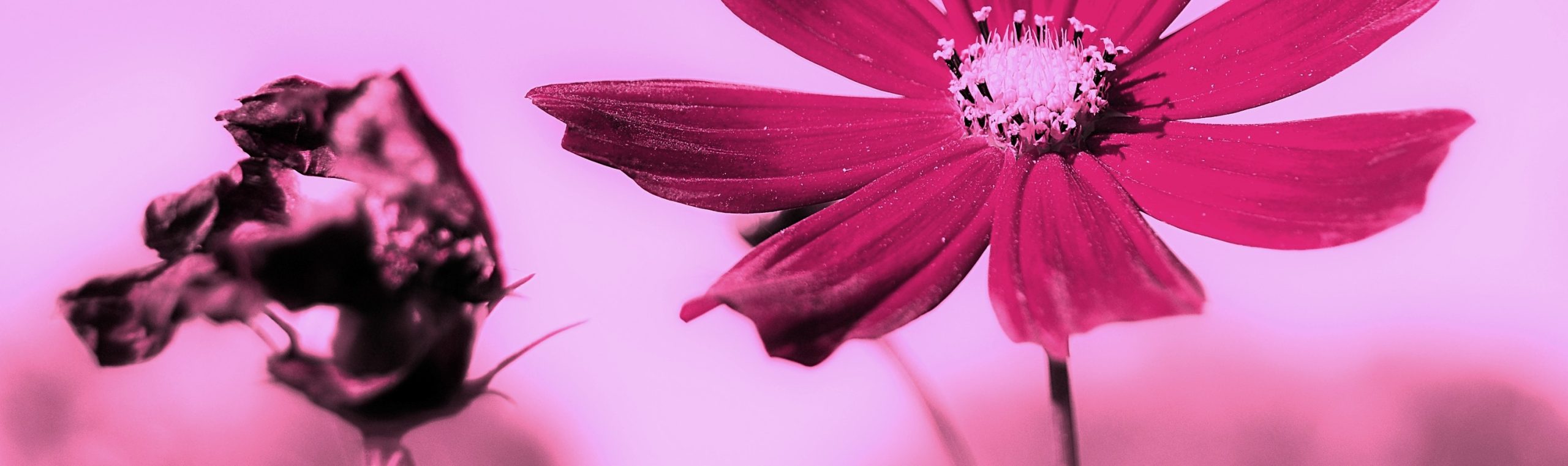 -A co ma hot-dog do rzeczy? – Powiedziałam mu, że …