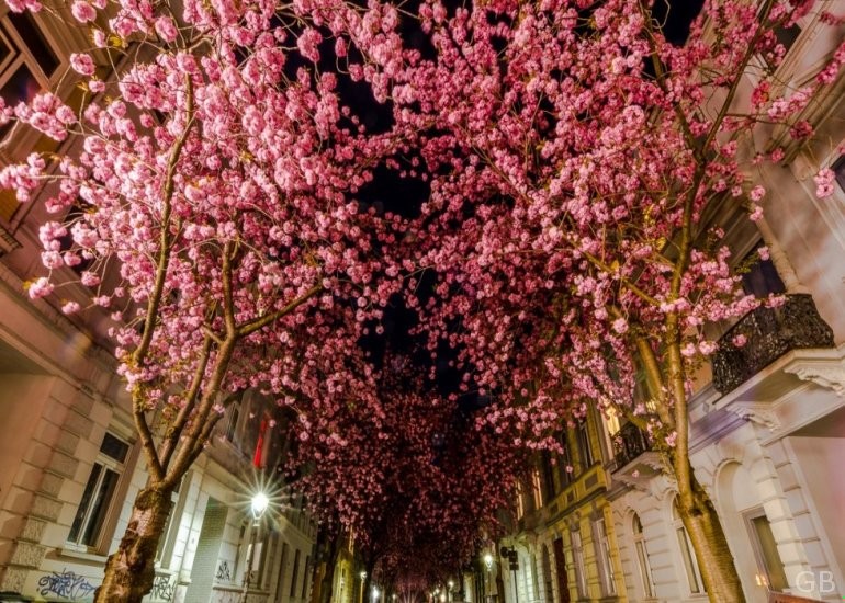 Chłodny i rozkoszny, migocący cień gałęzi. Czasami myślę, że właśnie …