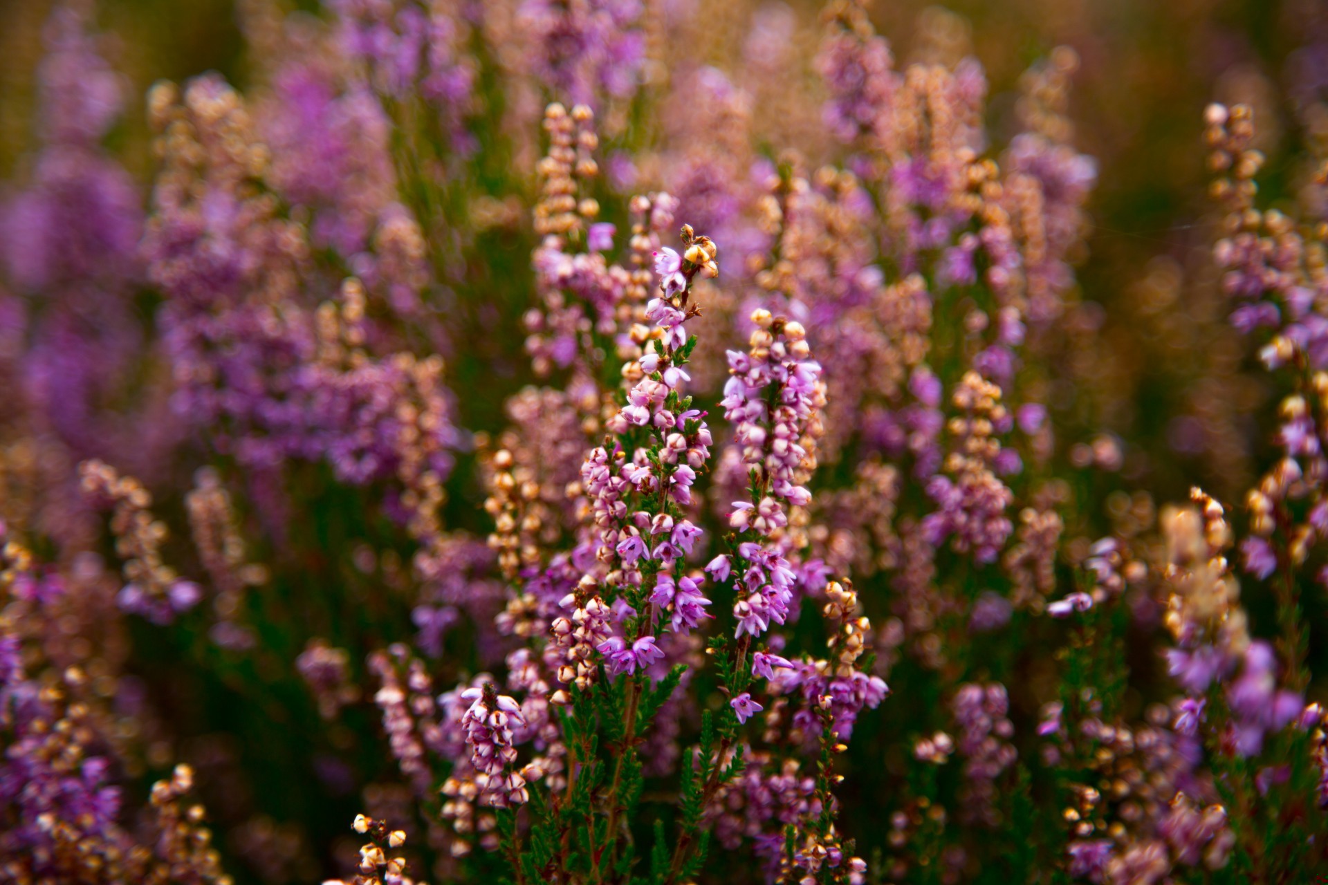 Chaos zawsze pokonuje porządek, gdyż jest lepiej zorganizowany.