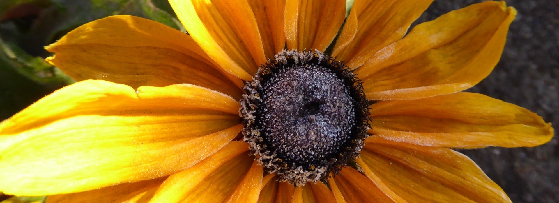 W każdym razie mamy do siebie jakąś słabość, to jest …