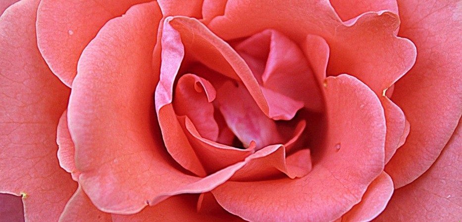 Albowiem mężczyzna i kobieta są jak kwiaty w dolinie, które …