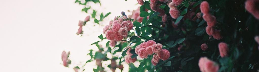 W sobotę znów próbowałem znaleźć kobietę mego życia. W niedzielę …