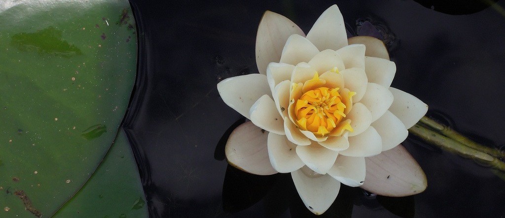 Trzeba pocałować wiele żab, nim trafi się na księcia.