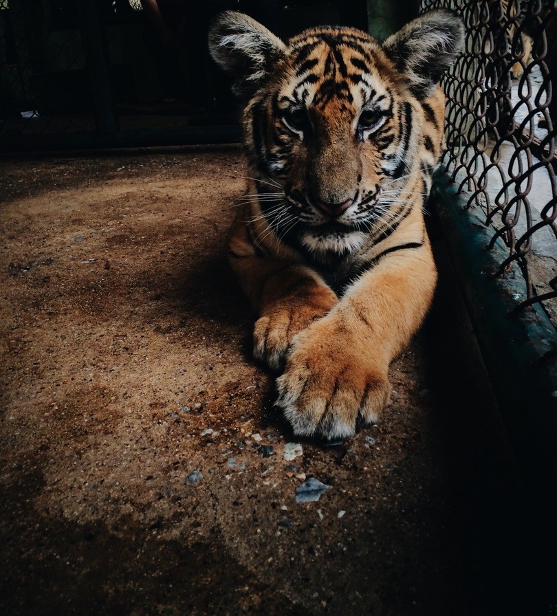 Tamci to zwierzęta, zgoda. Ale czy wiesz na pewno, że …
