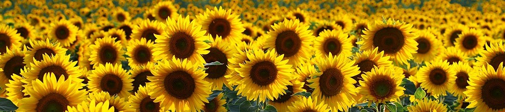 Rozłąka jest dla miłości tym, czym wiatr dla ognia – …