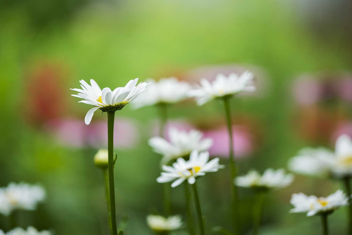 Mówi się, że człowiek docenia ogród dopiero w pewnym wieku …