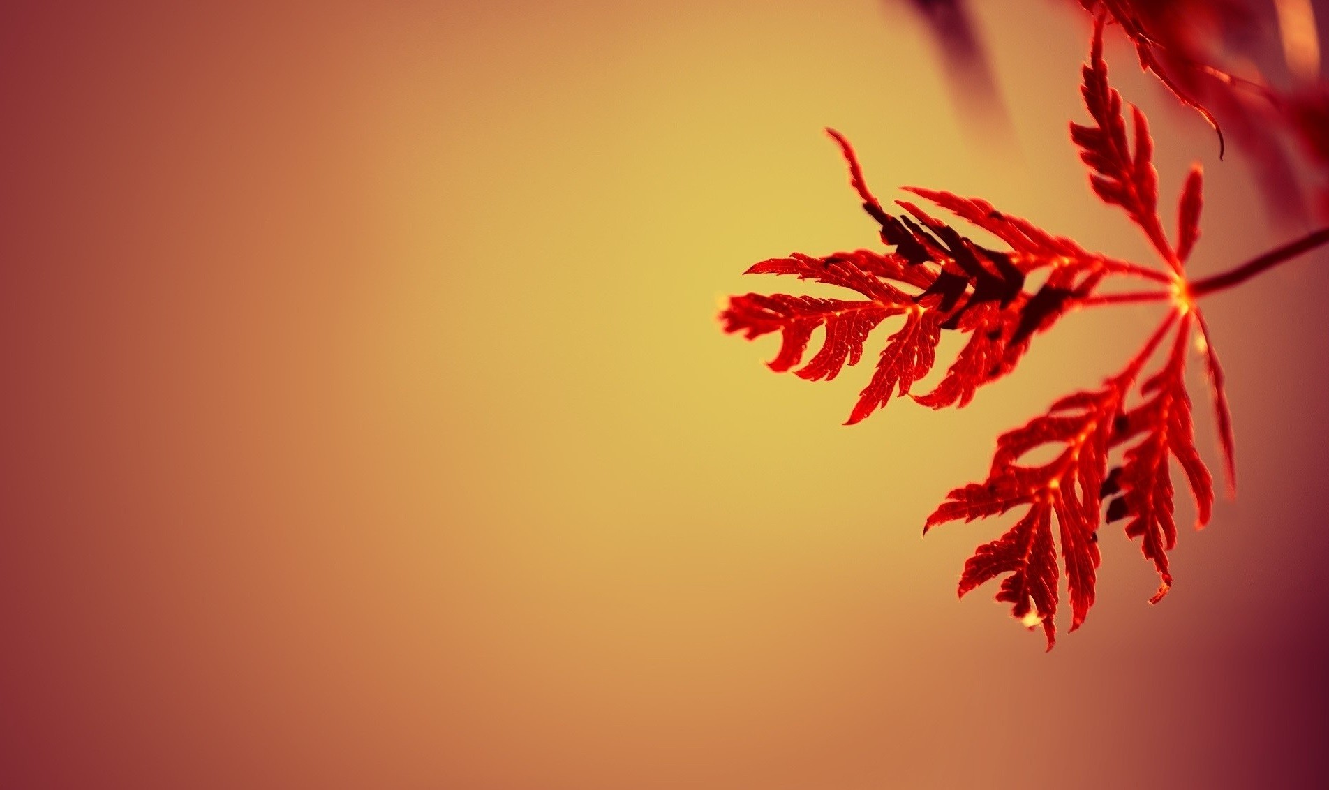 O miłości wiemy niewiele. Z miłością jest jak z gruszką. …