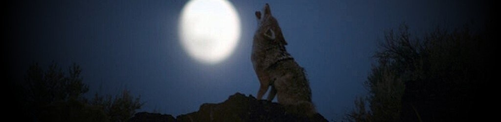 Wolę być samotnym wilkiem, niż płaszczącym się psem.