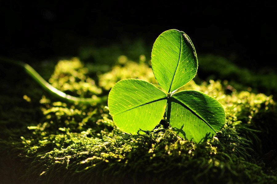 Prawo do szczęścia jest zagwarantowane przez konstytucję. Każdy ma prawo …