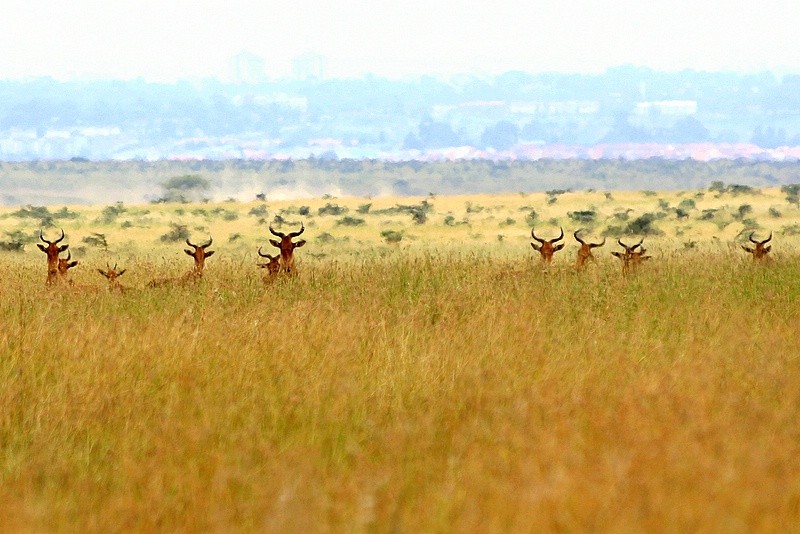 Tam, gdzie wódka, to się pchaj, a jak draka, to …