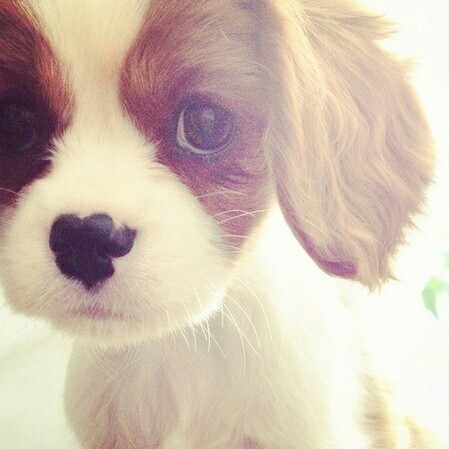 Tylko ten, kto zawsze był samotny, może ocenić szczęście obcowania …