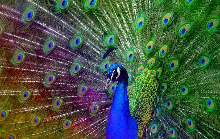 Pueri, sursum aves – chłopaki,w górę ptaki.