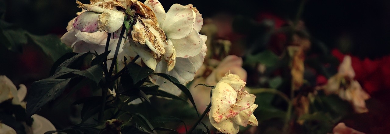 Dorosłość to usychające koryto rzeki, to pozbawiona płatków róża, to …