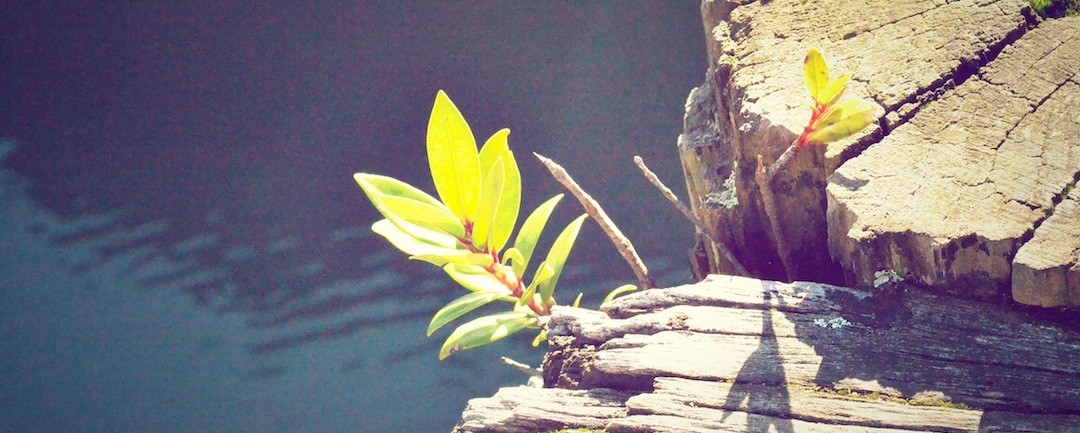 Miłość sprawia, że nawet ludzie trzeźwo myślący stają się idiotami.