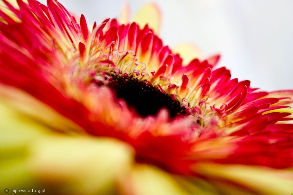 – Jest w nim zakochana. – Nie, nie jest. – …