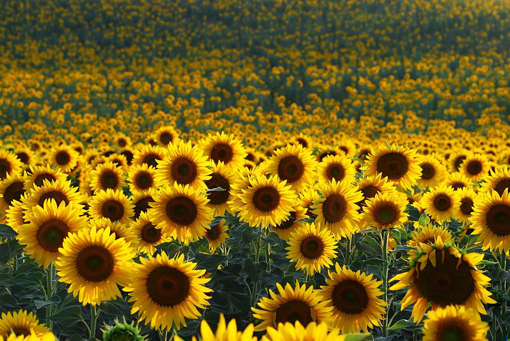 Czy mam panu dać każdą rzecz, o której pan powie, …