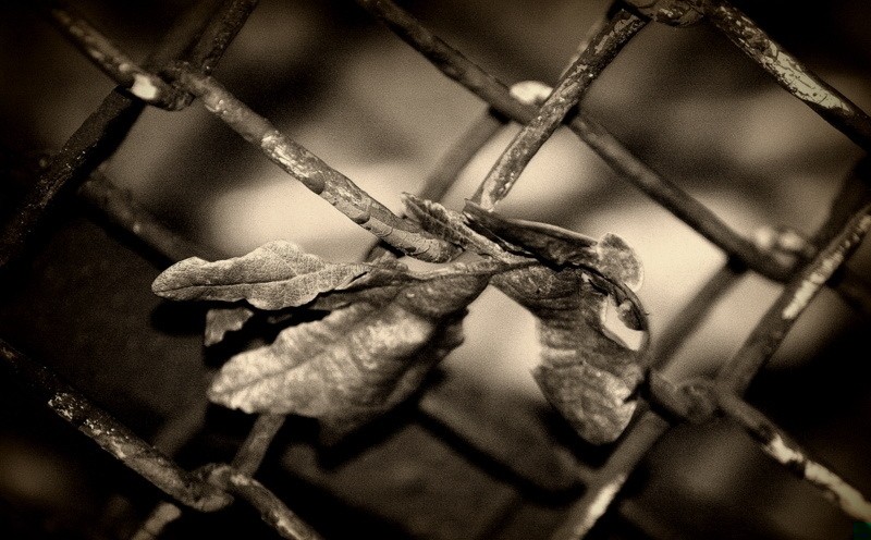 Każde serce posiada własną melodię a ty znasz moją.