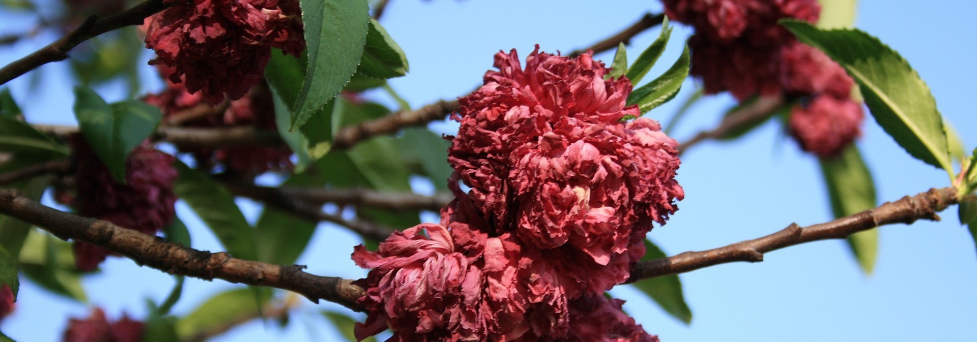 I nigdy nie będę kochał tego świata, gdzie dzieci są …