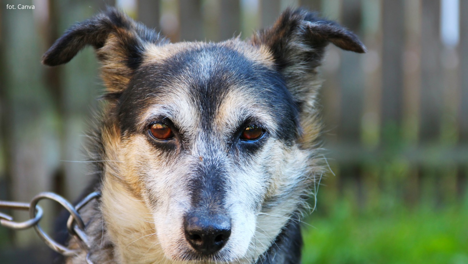 Psy dalej na łańcuchach? Prezydent Nawrocki zawetował ustawę!