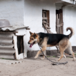 Kontrole właścicieli zwierząt!