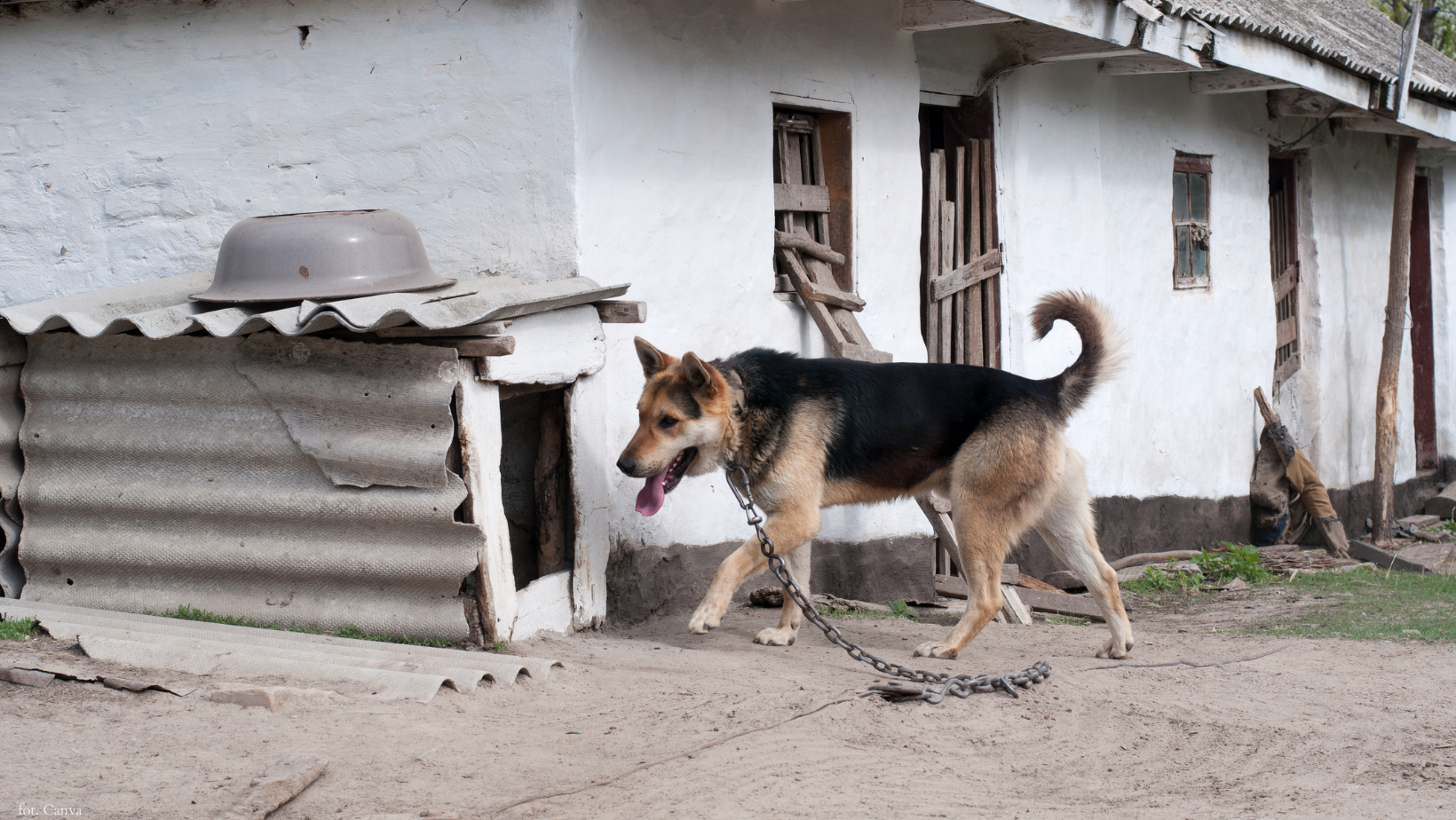 Nowe prawo zaskoczy właścicieli zwierząt – kontrole bez uprzedzenia!