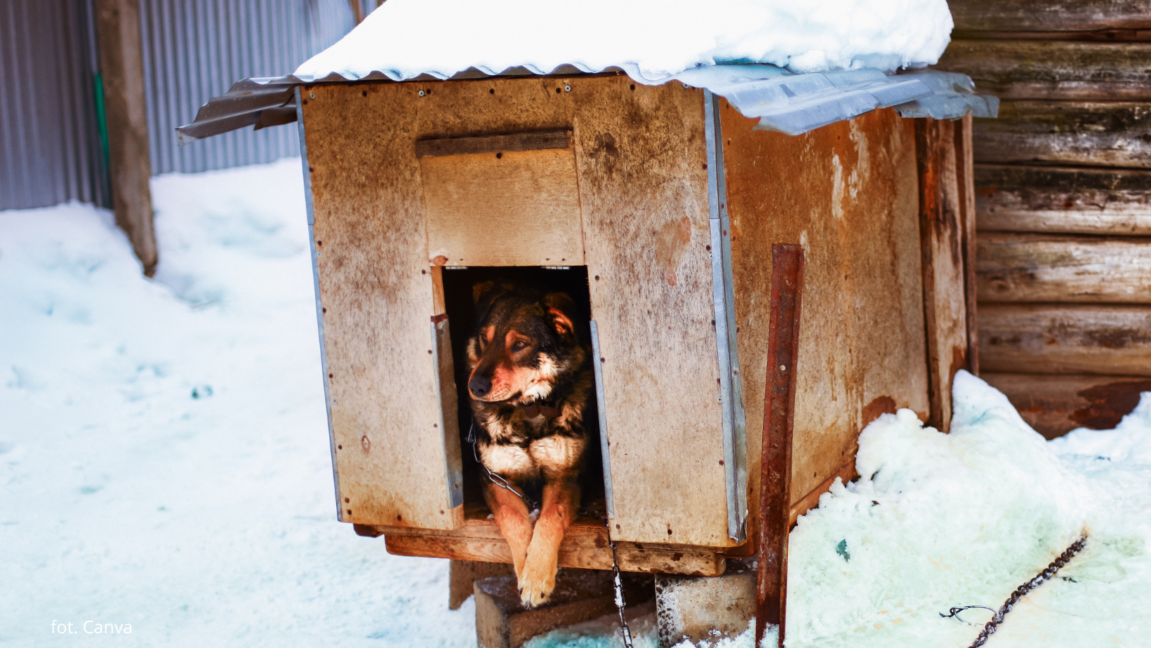 Nie dbasz o psa zimą? Możesz złamać prawo i usłyszeć zarzuty
