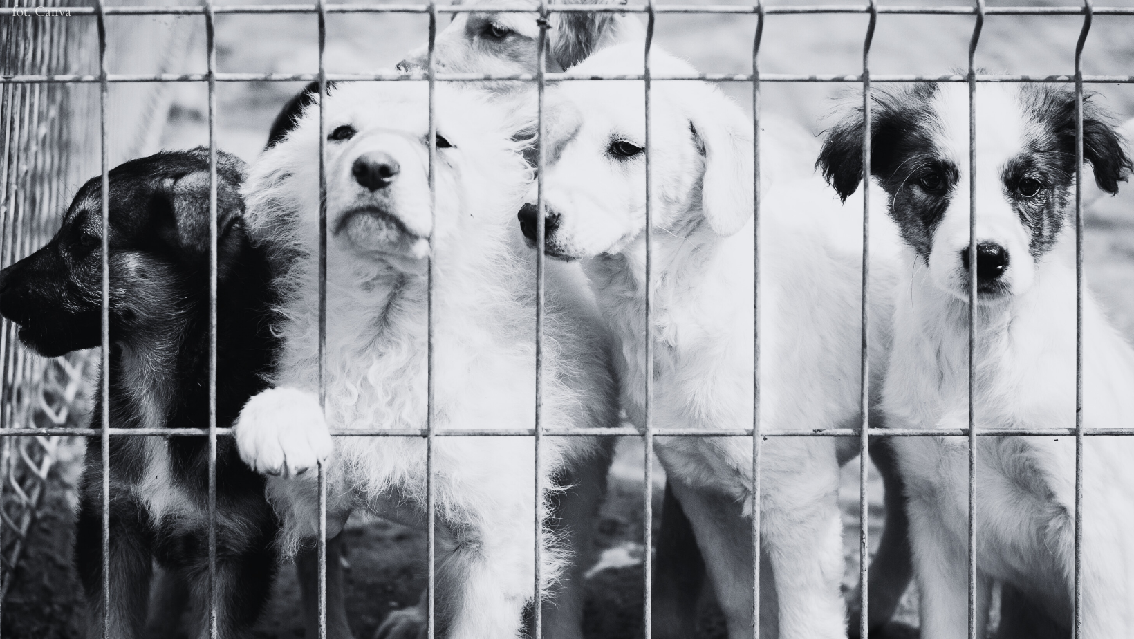 Doda u prezydenta Karola Nawrockiego. Chodzi o dramat zwierząt w schroniskach