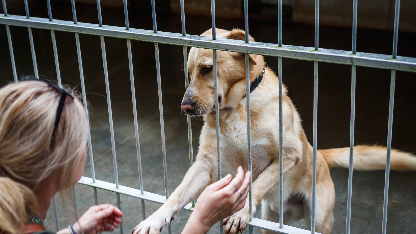 „Becikowe na 4 łapy”: Gmina zapłaci nawet 1500 zł za adopcję psa!