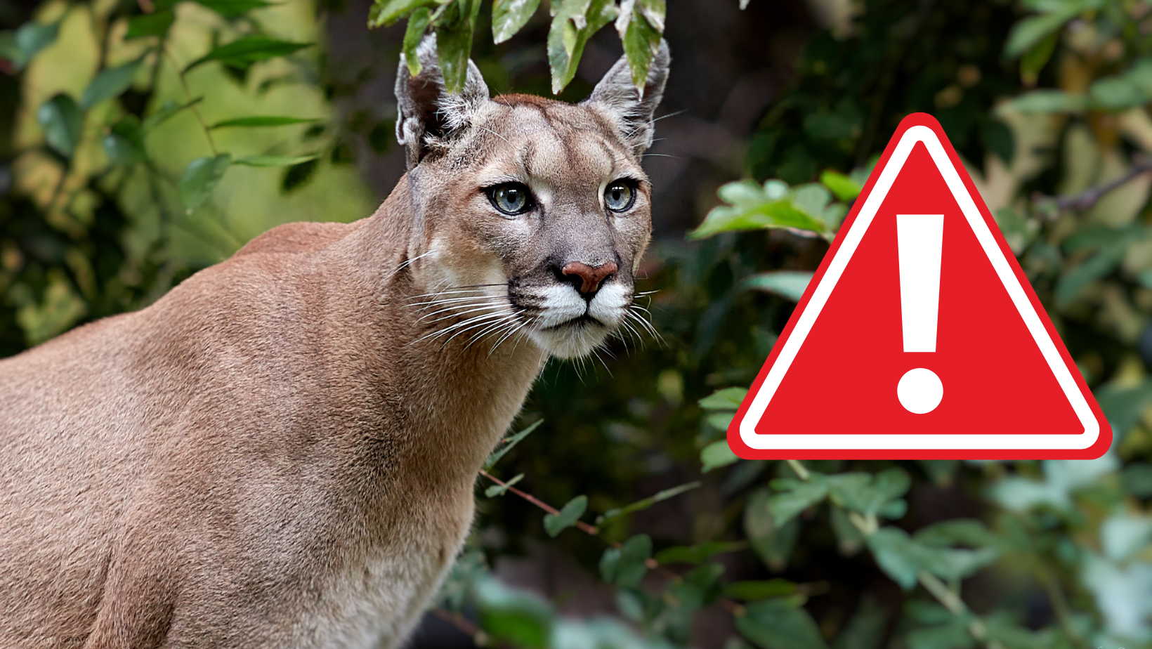 Puma pod Wałbrzychem! Jest apel władz! Zebrano sztab kryzysowy!