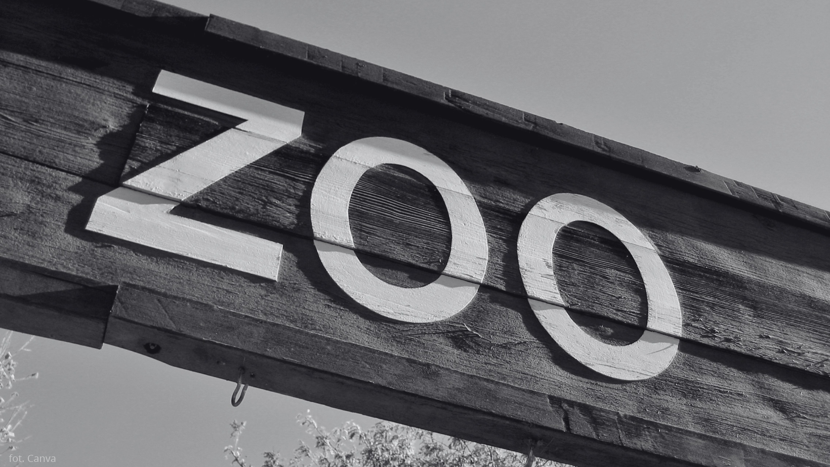 Atak tygrysa w brytyjskim zoo. Nie żyje mężczyzna!